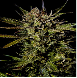 ACAPULCO GOLD · Barneys Farm